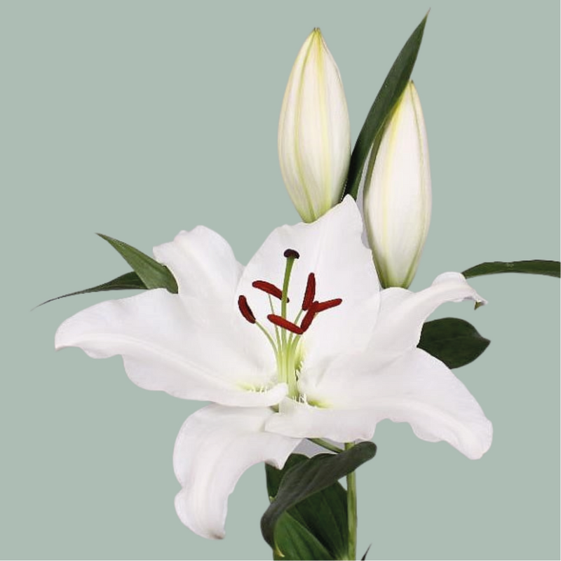 Lily Oriental Signum