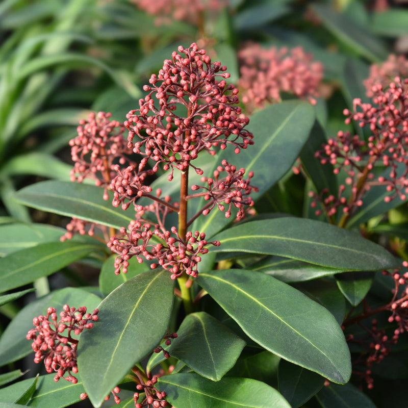 SkimmiaJaponica.jpg