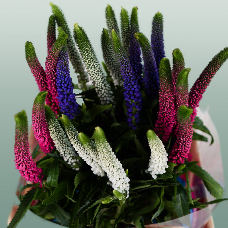Veronica Smart Colours Mix (25 Stems)