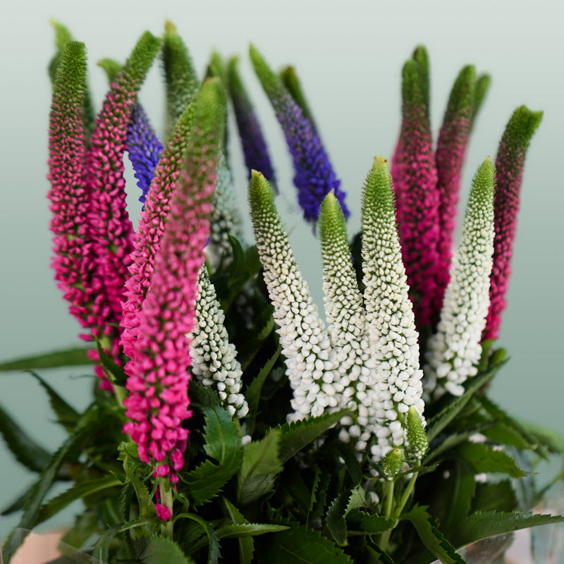Veronica Smart Colours Mix (25 Stems)