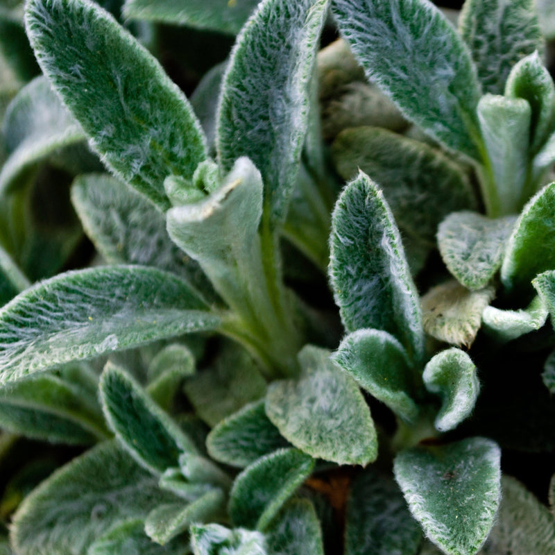 StachysLanata_cb53edcf-426d-4a58-a413-cd2a1a544acc.jpg
