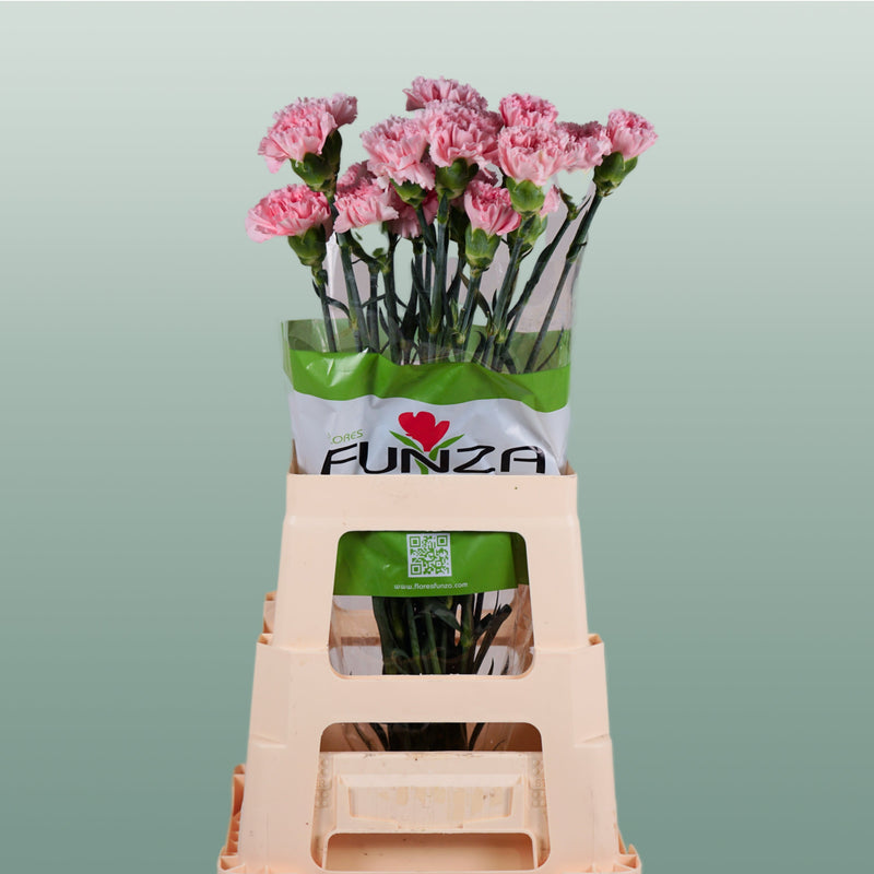 Carnation Standard Doncel (20 Stems)