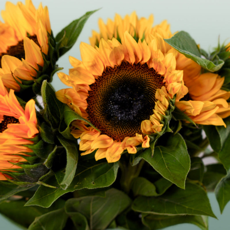 Helianthus Sunrich Orange (10 Stems)