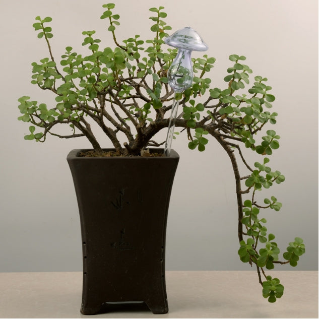 Mushroom Shape House Plants Flowers Water Feeder Automatic Self Watering Clear Glass Devices