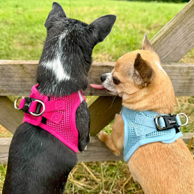 Tiny Trails Step In Air Mesh Puppy and Small Dog Harness Baby Blue
