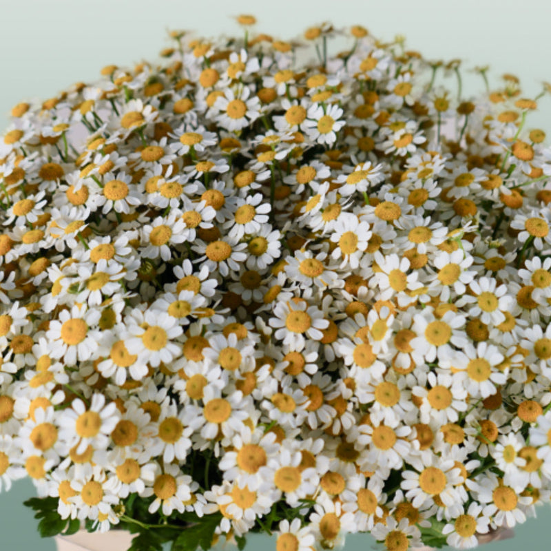 Matricaria Camilla (25 Stems)