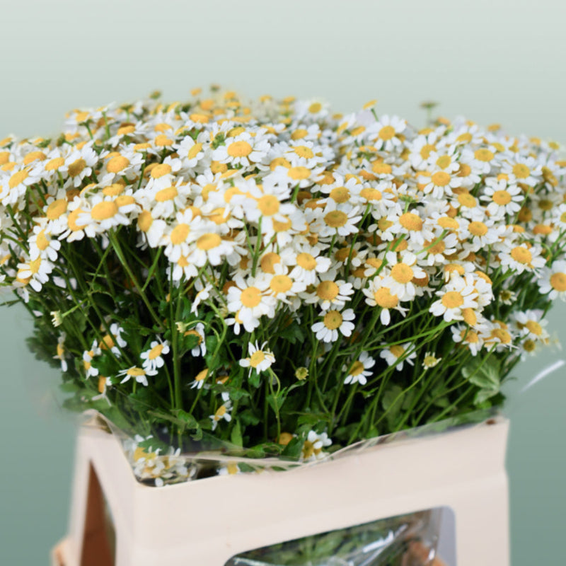 Matricaria Camilla (25 Stems)