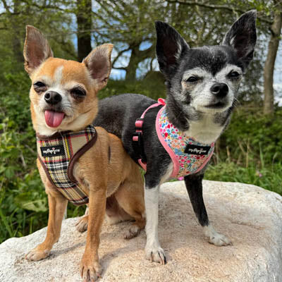 Luxury Brown Tartan Harness by My Pup and Me