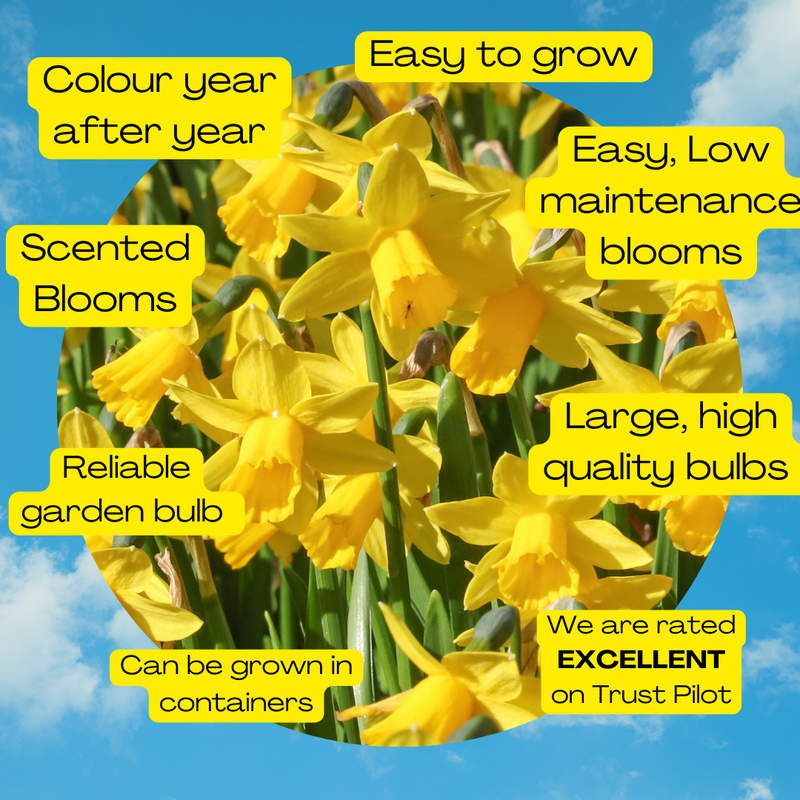 20 Tete a Tete Daffodil bulbs