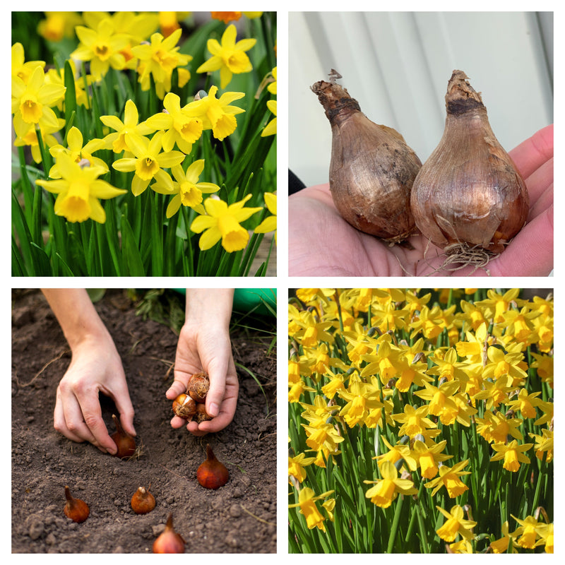 20 Tete a Tete Daffodil bulbs