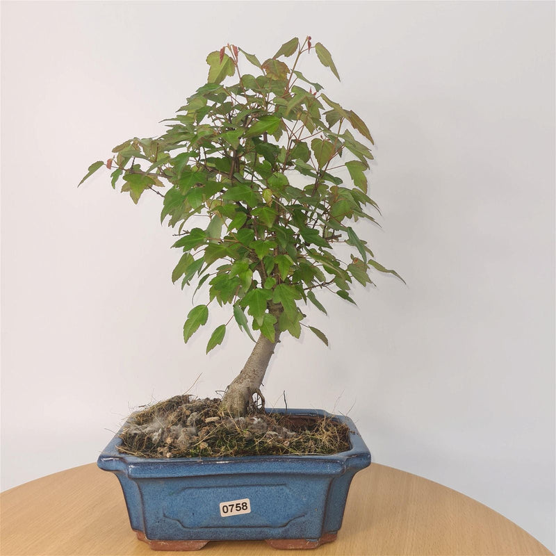 Trident Maple (Acer Buergerianum) Bonsai Tree | Informal Style | In 20cm Pot
