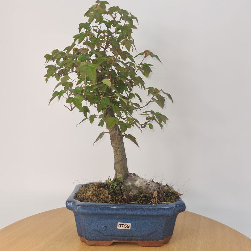 Trident Maple (Acer Buergerianum) Bonsai Tree | Informal Style | In 20cm Pot