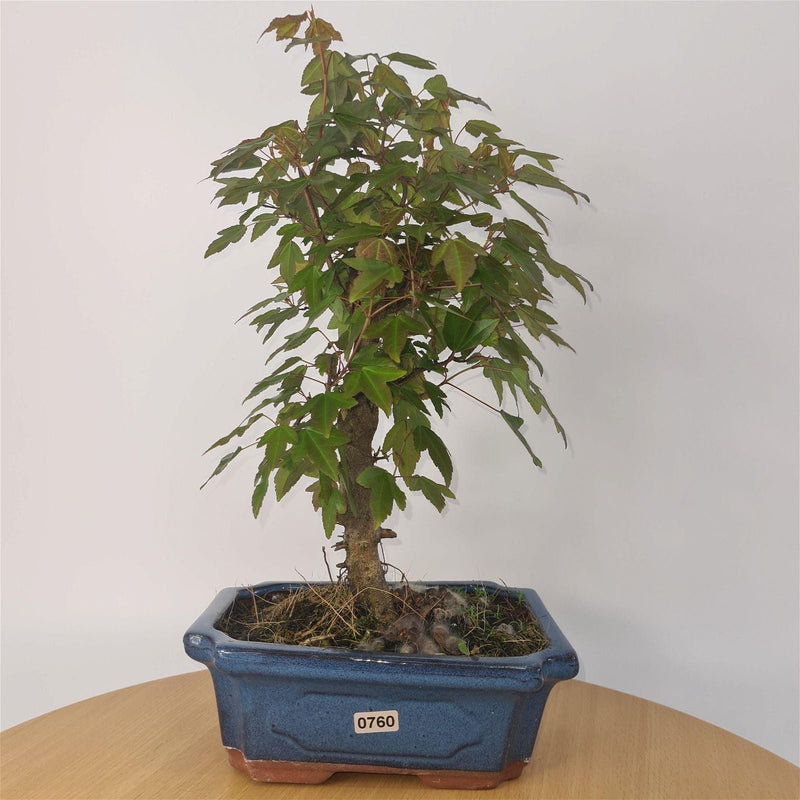Trident Maple (Acer Buergerianum) Bonsai Tree | Informal Style | In 20cm Pot