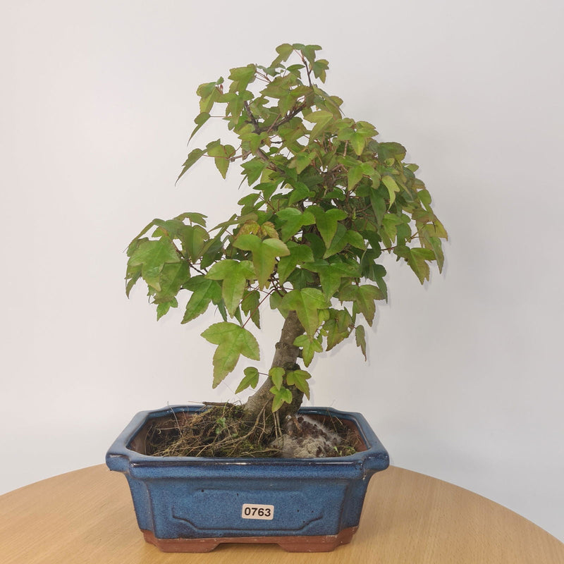 Trident Maple (Acer Buergerianum) Bonsai Tree | Informal Style | In 20cm Pot