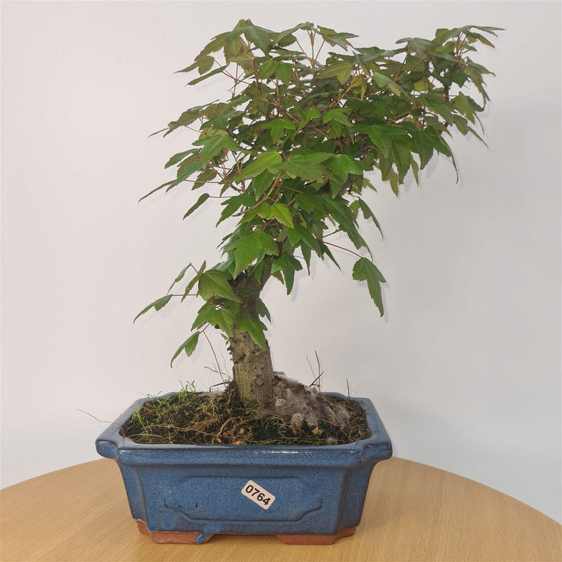 Trident Maple (Acer Buergerianum) Bonsai Tree | Informal Style | In 20cm Pot