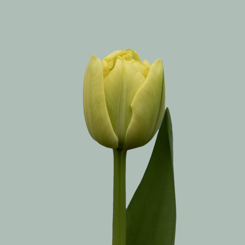 Tulip Avant Garde