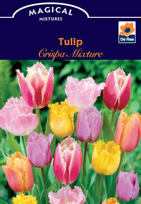 Tulip Crispa Mixture (7 Bulbs)