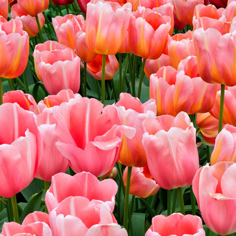Tulip 'Menton' (7 Bulbs)