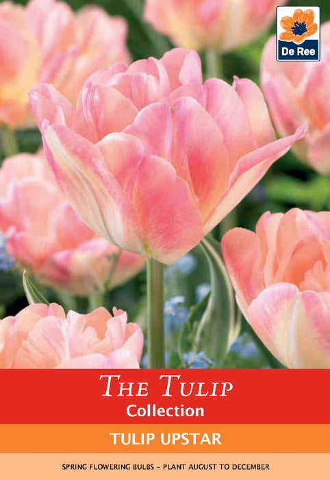 Tulip 'Upstar' (5 Bulbs)