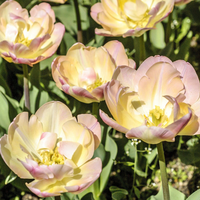 Tulip 'Upstar' (5 Bulbs)