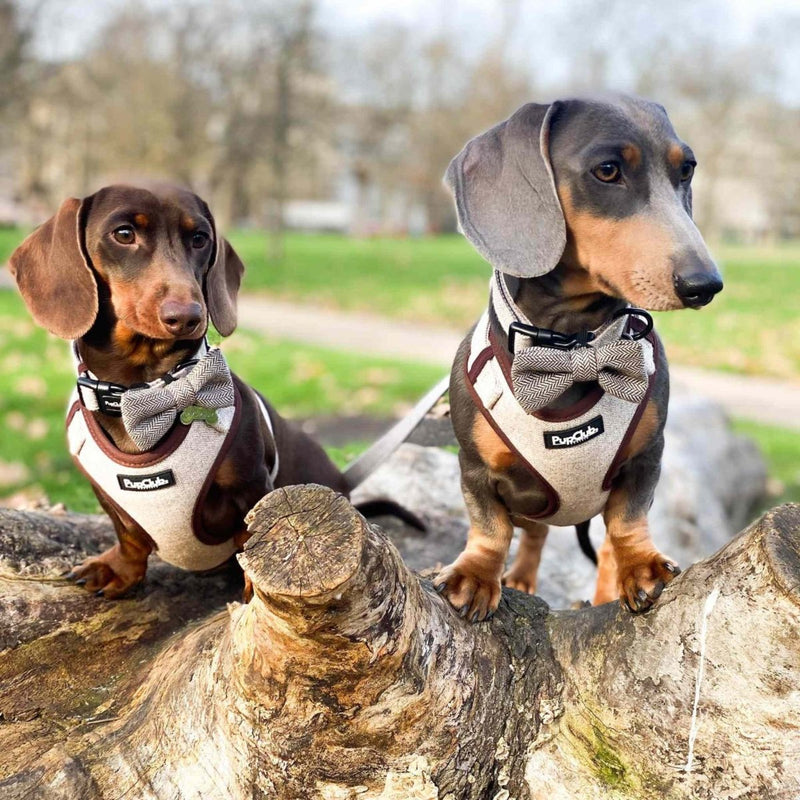 PupClub Dog Tweed Adjustable Harness - Brown