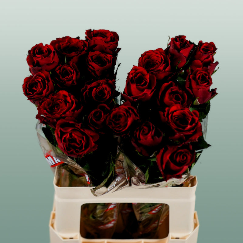 Rose Upper Class