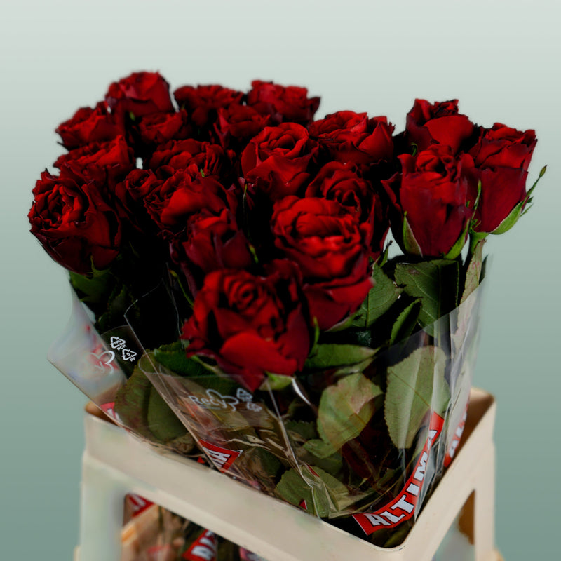 Rose Upper Class