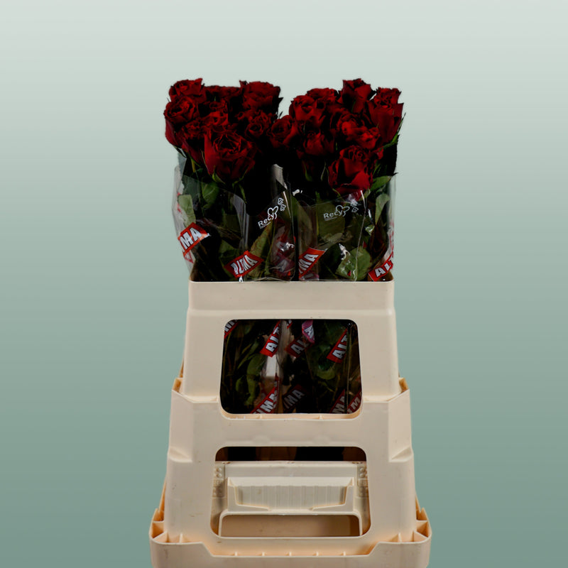Rose Upper Class