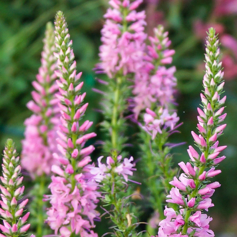 VeronicaInspirePink.jpg