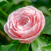 camelliarose.jpg