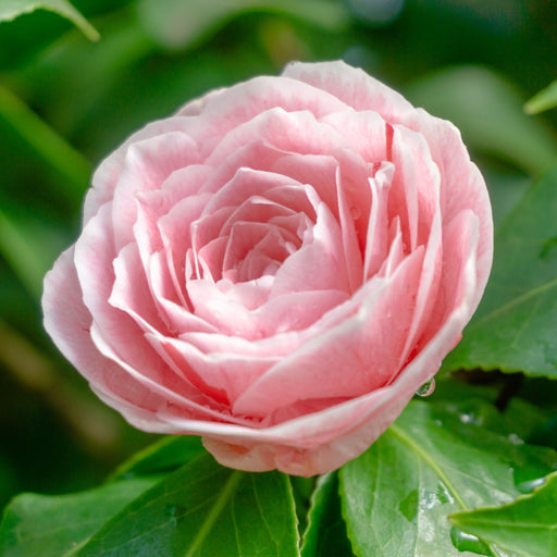 camelliarose.jpg