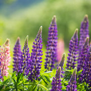 shutterstock_344720009.jpg