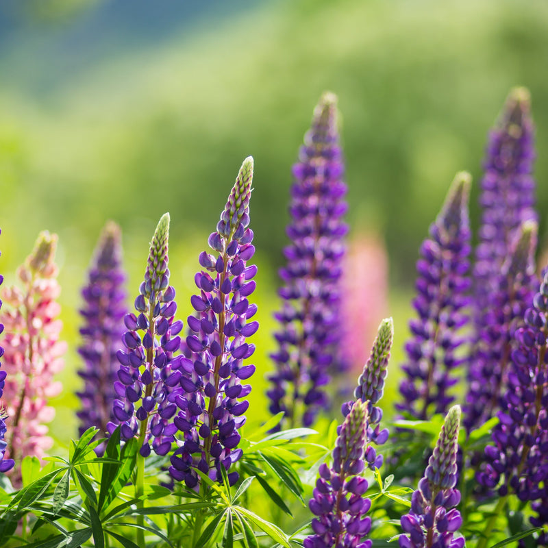 shutterstock_344720009.jpg