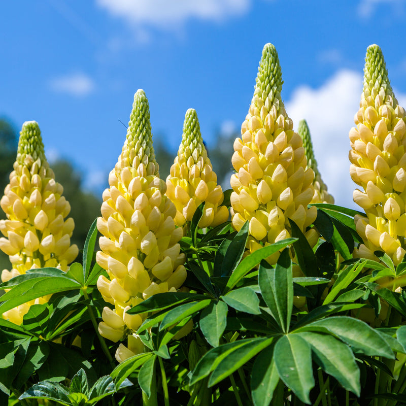 shutterstock_1198116904-2.jpg