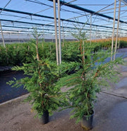 Leylandii.jpg
