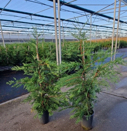 Leylandii.jpg