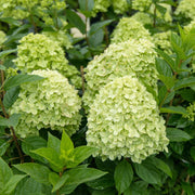 V0671632844_13.jpg