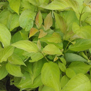V0671632849_0.jpg