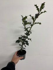 V0671632852_0.jpg