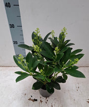 10.5cm_Finchy.jpg