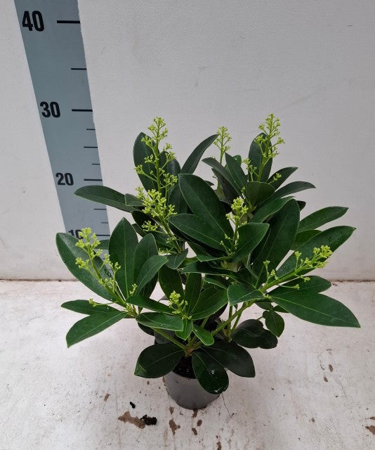 10.5cm_Finchy.jpg