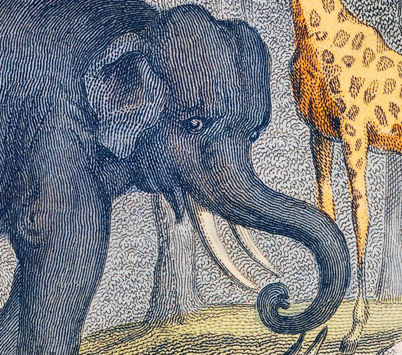 "A History of the Earth and Animated Nature" on Framed Canvas, Acrylic, Canvas, Framed Prints or Print-only