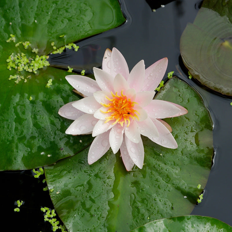 Nymphaea 'Venusta'