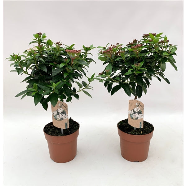 Viburnum50-60cm.jpg