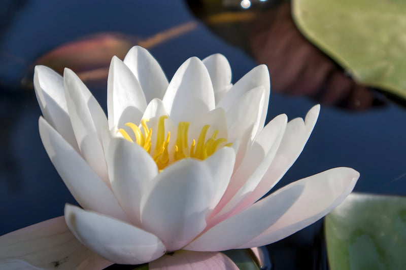 Nymphaea 'Virginalis'