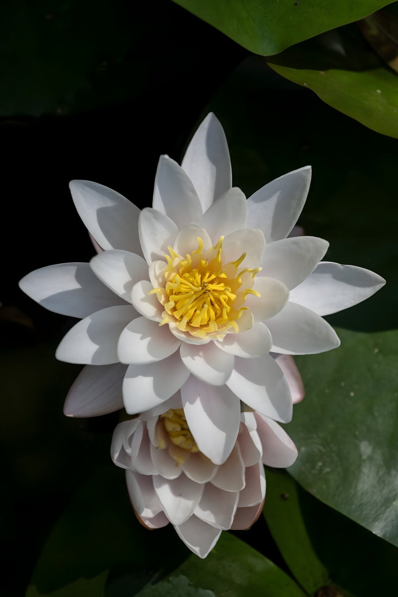 Nymphaea 'Virginalis'
