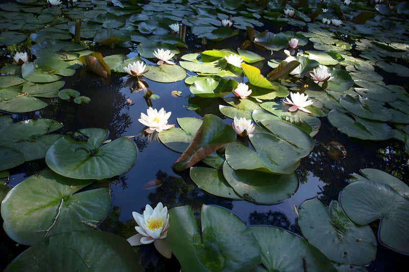 Nymphaea 'Virginalis'