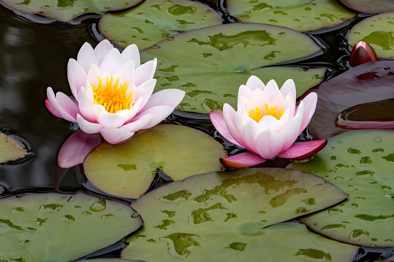 Nymphaea 'W.B. Shaw'