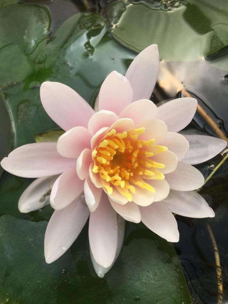 Nymphaea 'W.B. Shaw'