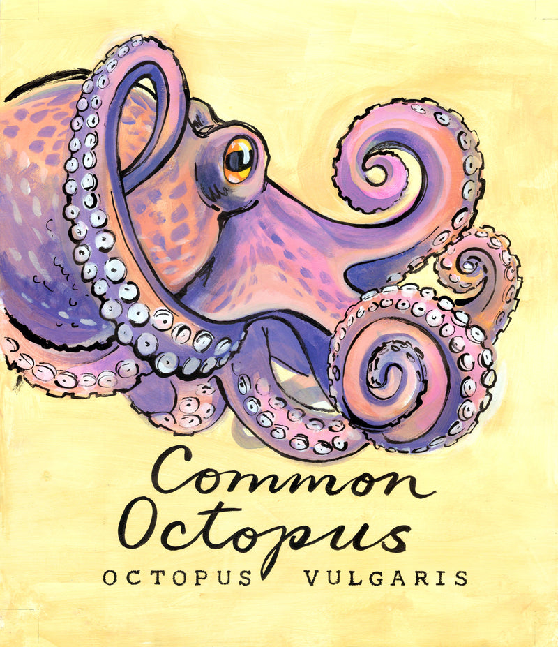Common Octopus - Cornish Sea Life Series -  Giclée Print